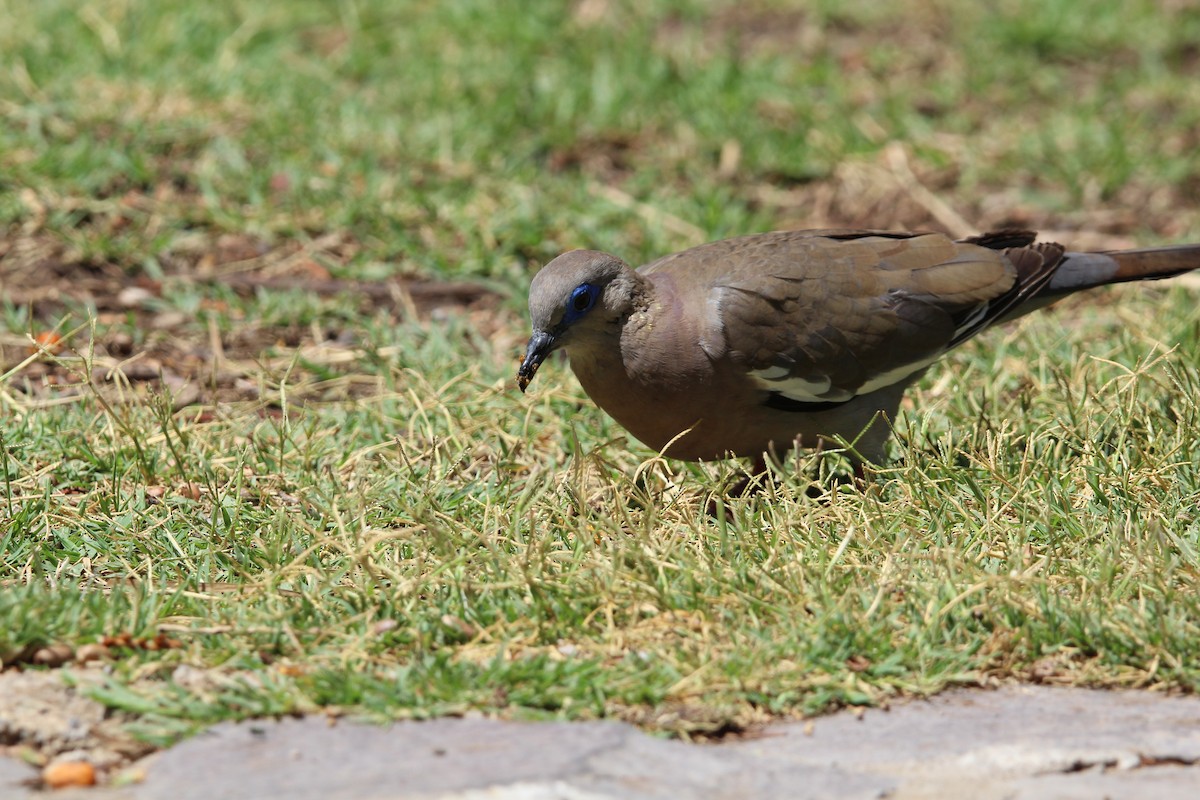 West Peruvian Dove - ML646648583