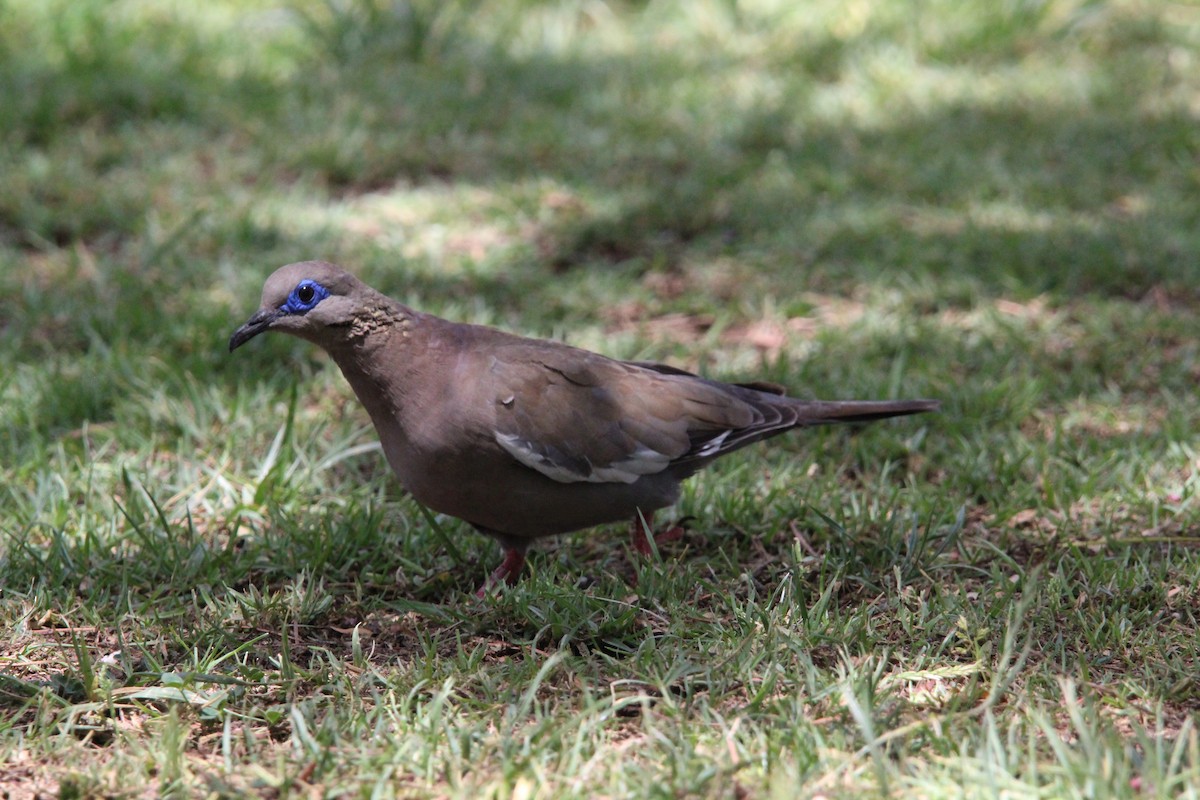 West Peruvian Dove - ML646648584