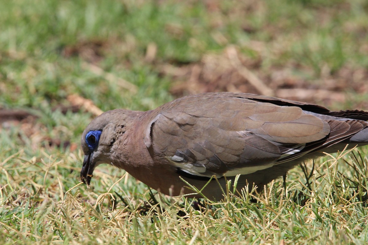 West Peruvian Dove - ML646648585