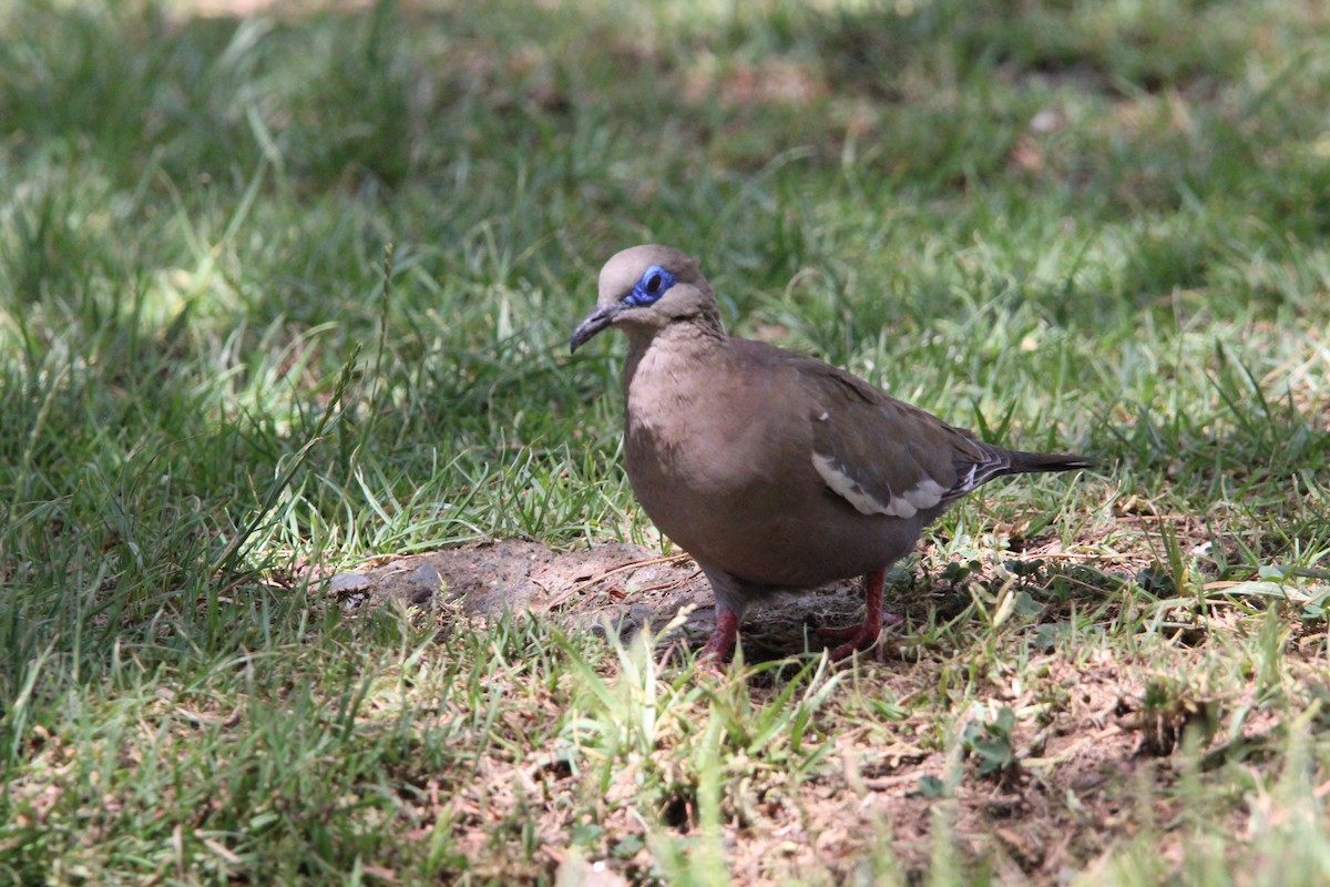 West Peruvian Dove - ML646648586