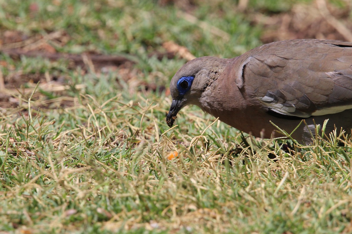 West Peruvian Dove - ML646648587