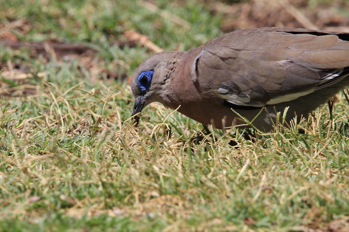 West Peruvian Dove - ML646648588