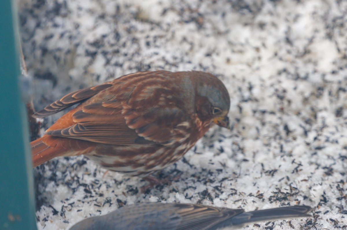 גיבתונית חומת-זנב - ML646648599