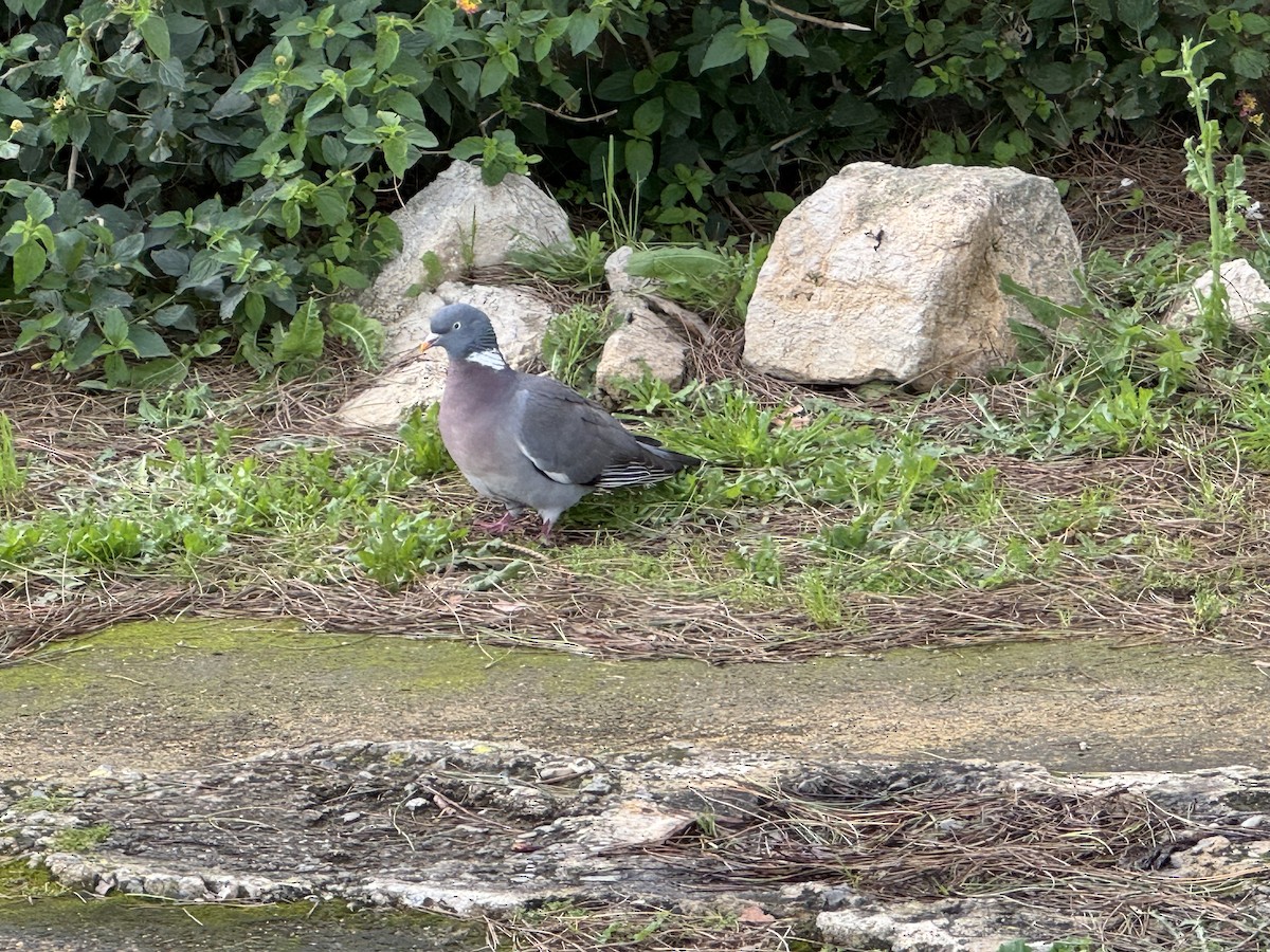 Common Wood-Pigeon - ML646648601