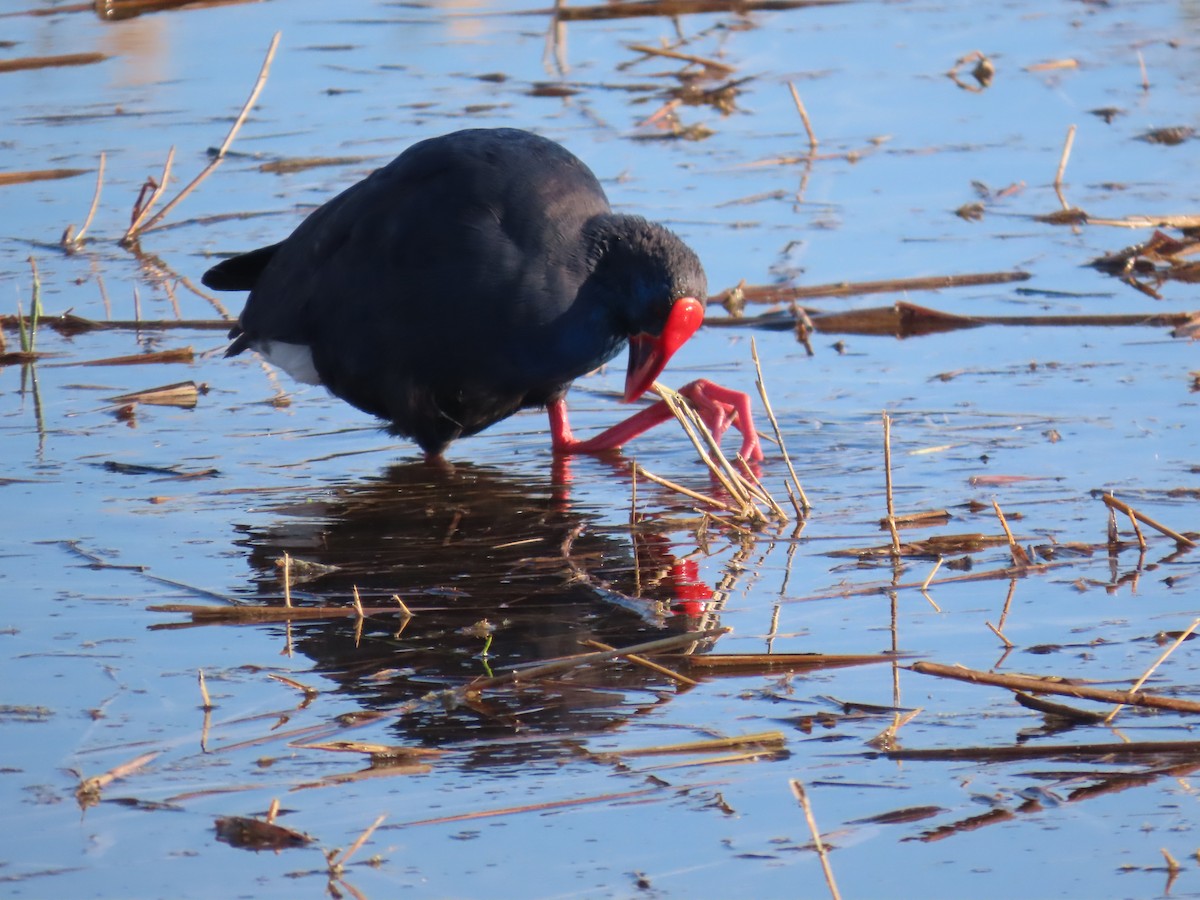 Султанка - ML646648606