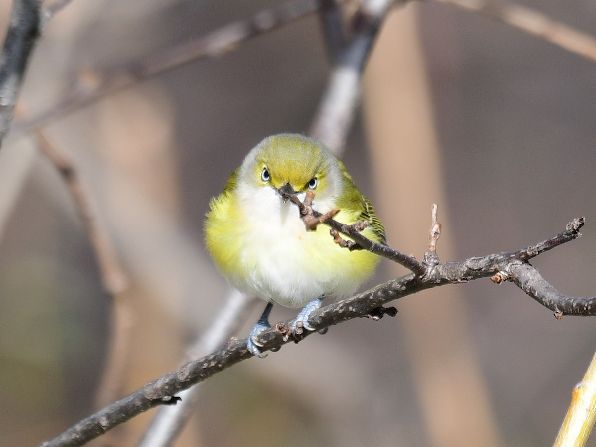 White-eyed Vireo - ML646648607