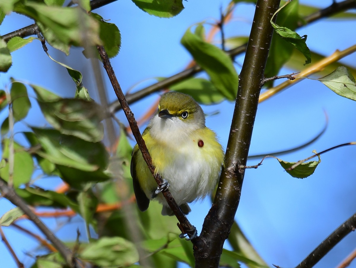 White-eyed Vireo - ML646648608