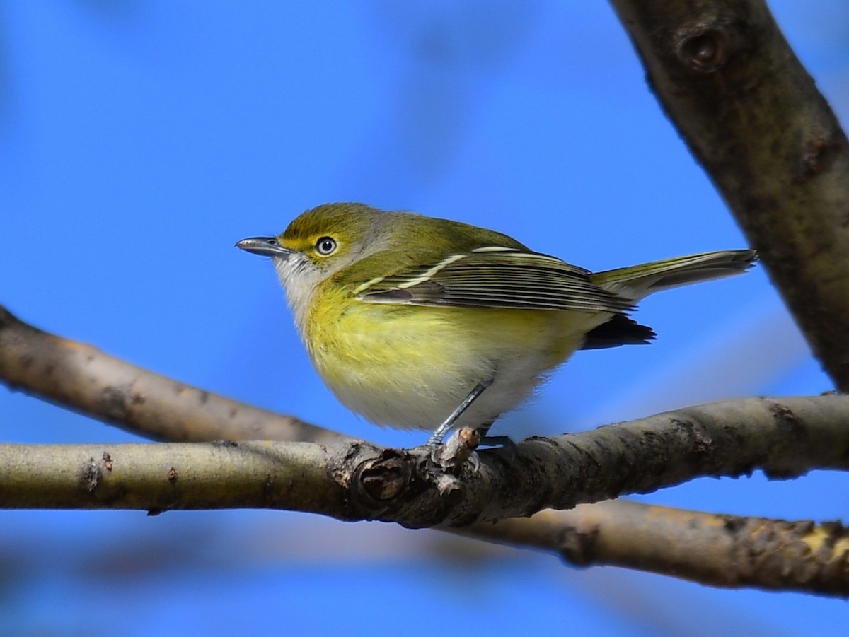 White-eyed Vireo - ML646648609