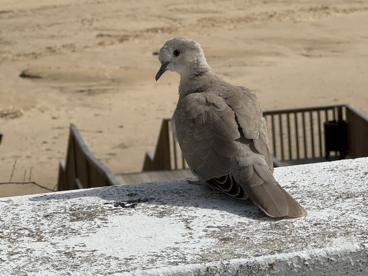 Eurasian Collared-Dove - ML646648611