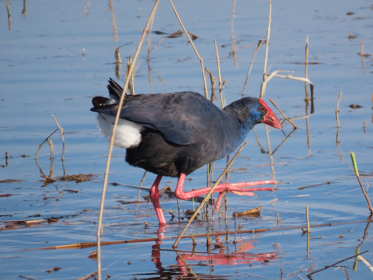 Султанка - ML646648612