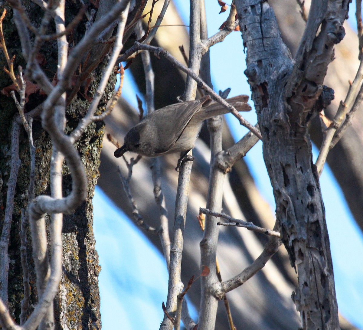 Oak Titmouse - ML646648613
