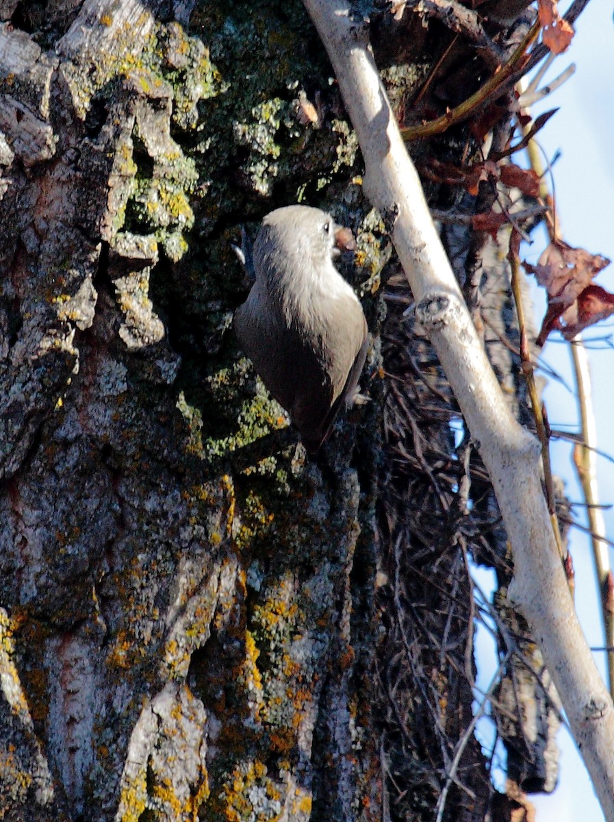 Oak Titmouse - ML646648614