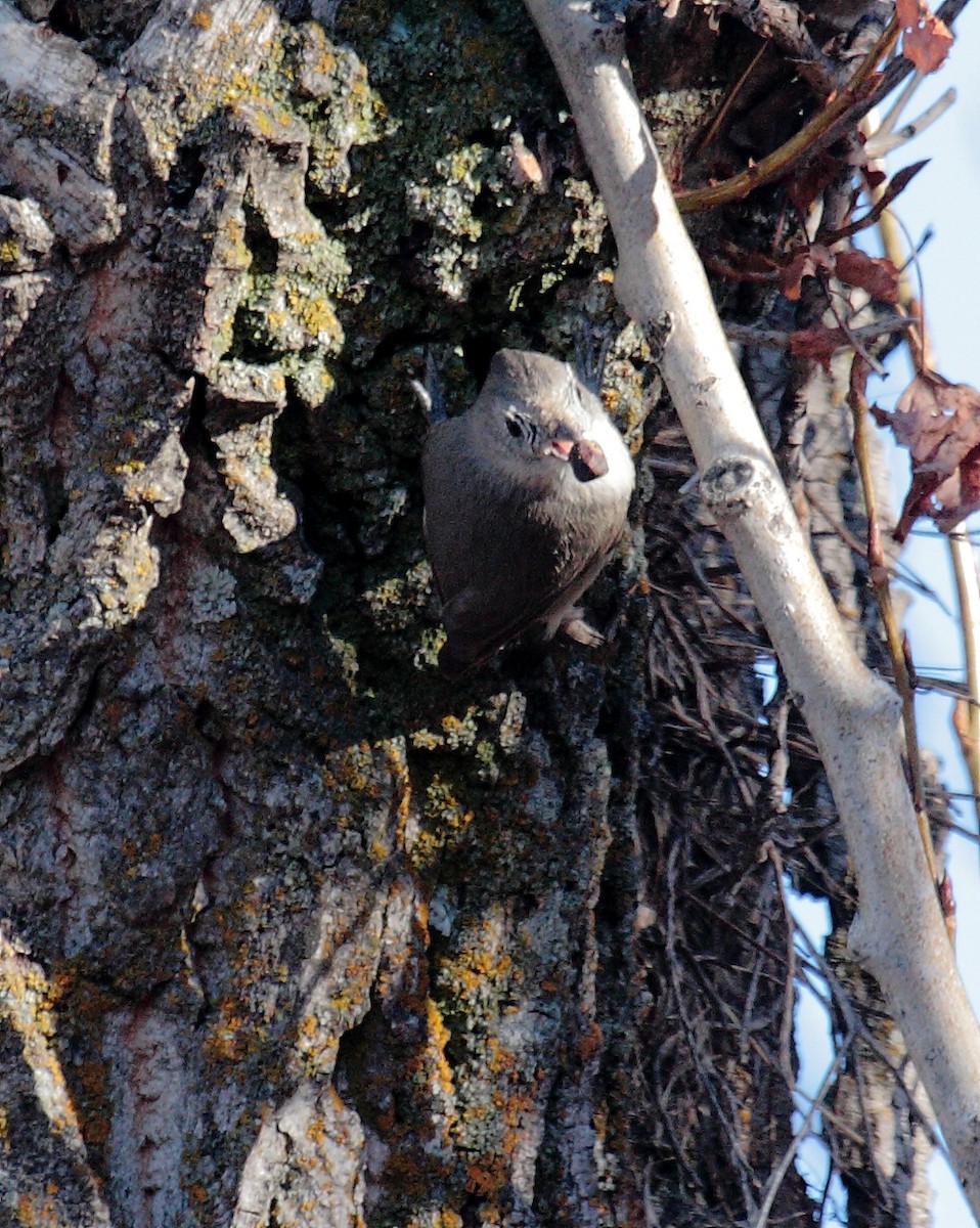 Oak Titmouse - ML646648615
