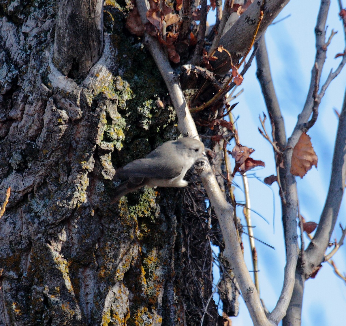 Oak Titmouse - ML646648616
