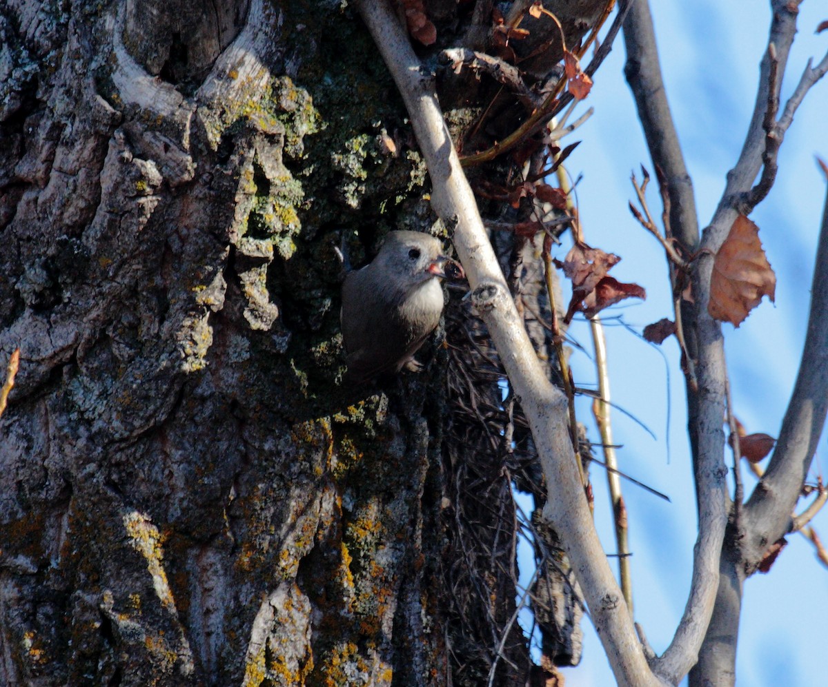 Oak Titmouse - ML646648617