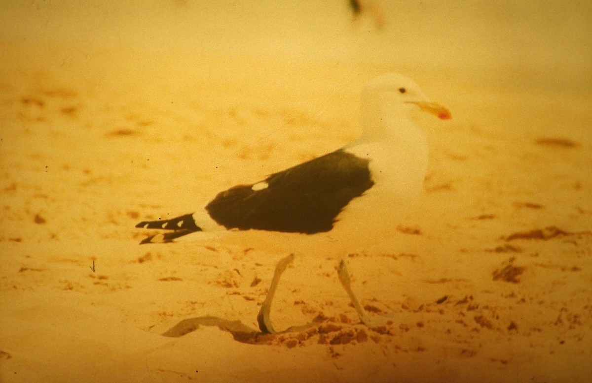 Kelp Gull (vetula) - ML646648618