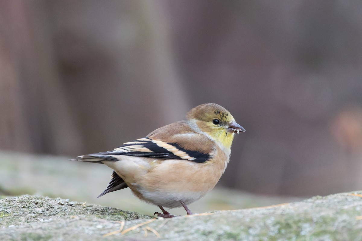 čížek žlutý - ML646648620