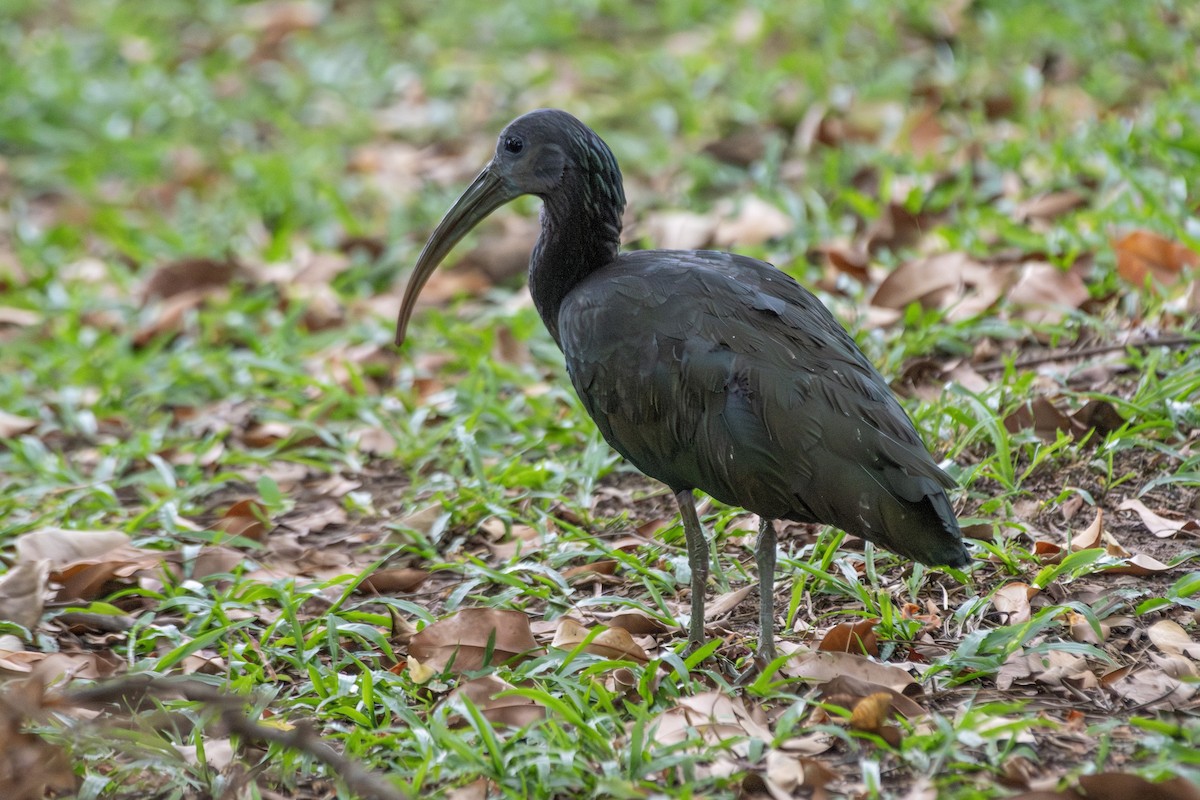 アオアシトキ - ML646648621