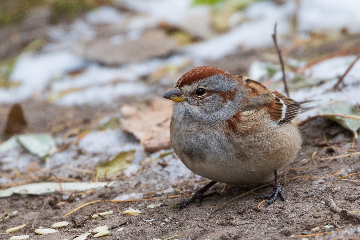 strnádka pokřovní - ML646648622
