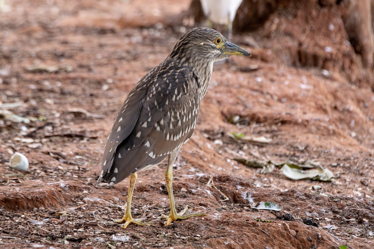 ゴイサギ - ML646648626