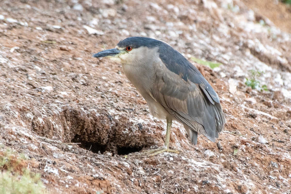 ゴイサギ - ML646648627