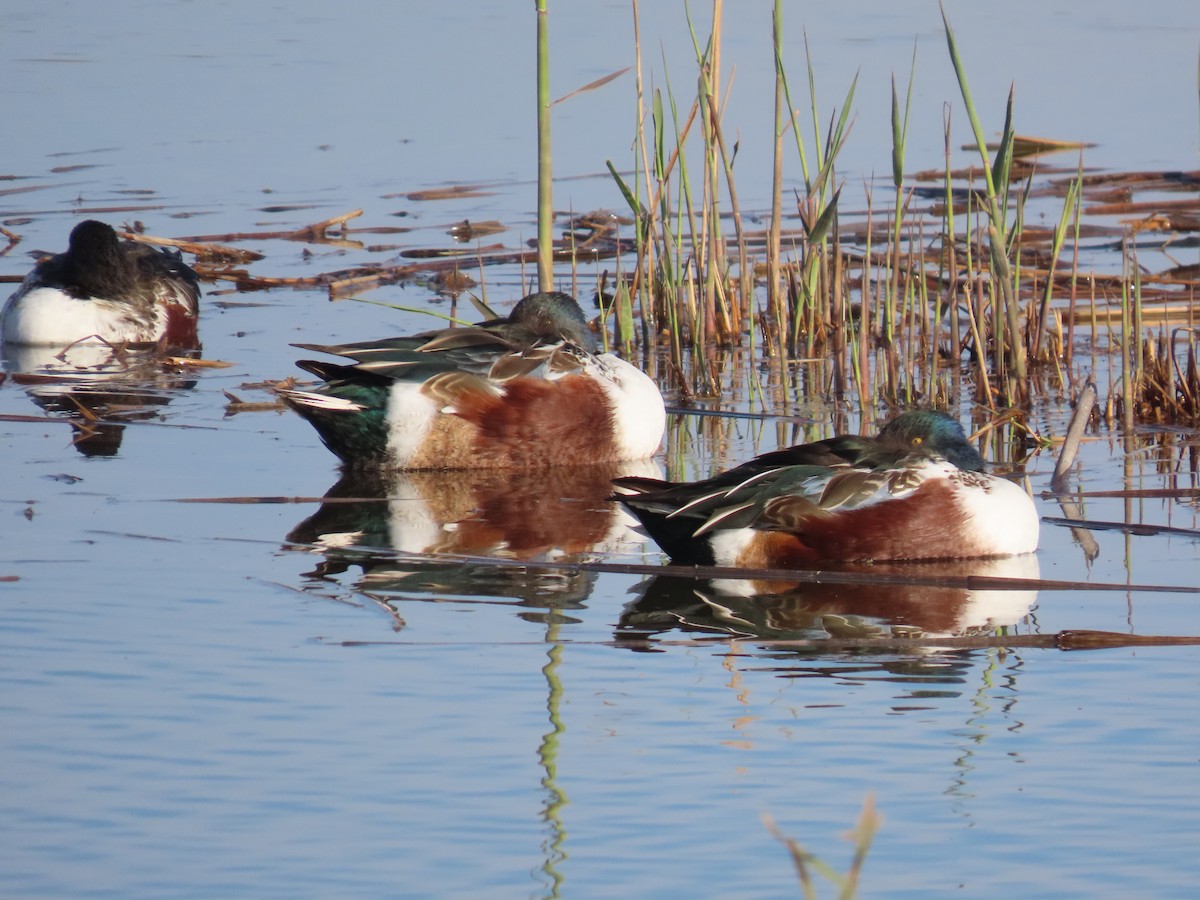 Широконоска - ML646648628