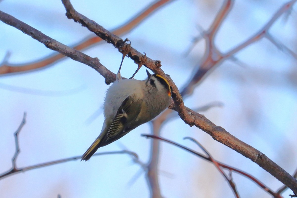 Golden-crowned Kinglet - ML646648630