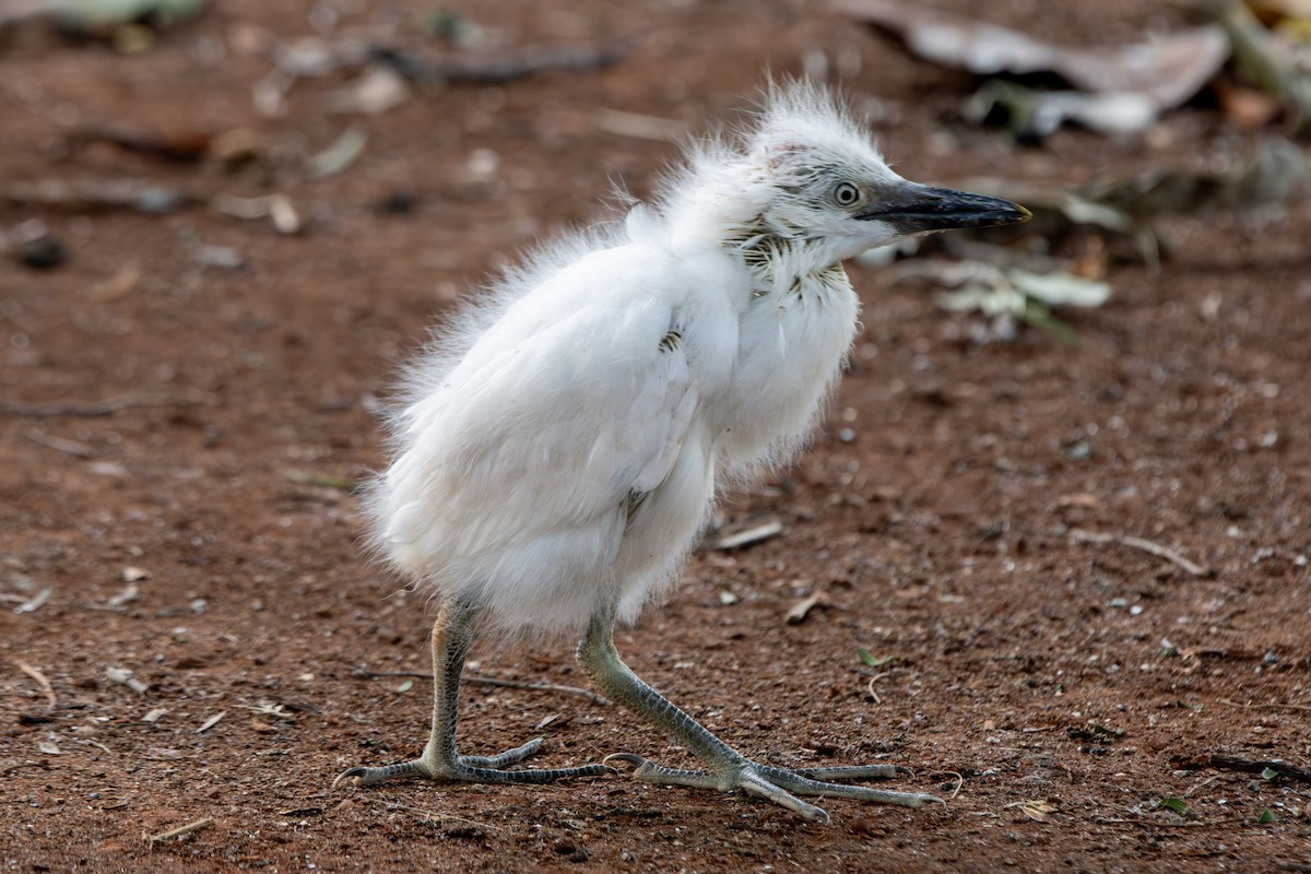 ニシアマサギ - ML646648631