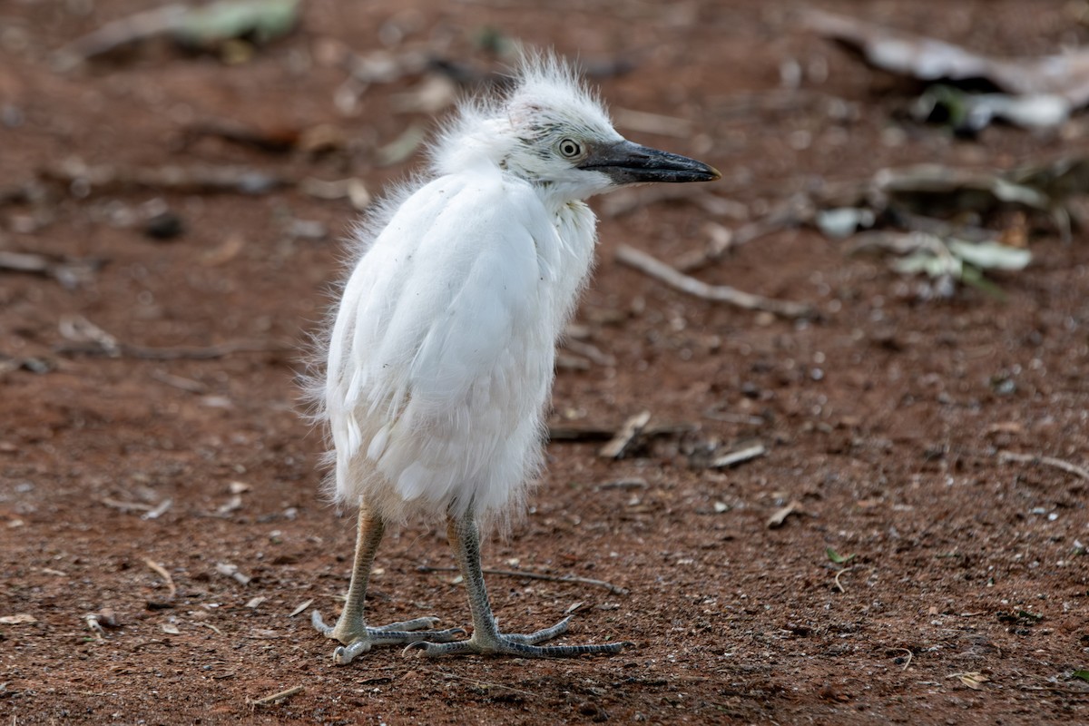 ニシアマサギ - ML646648632