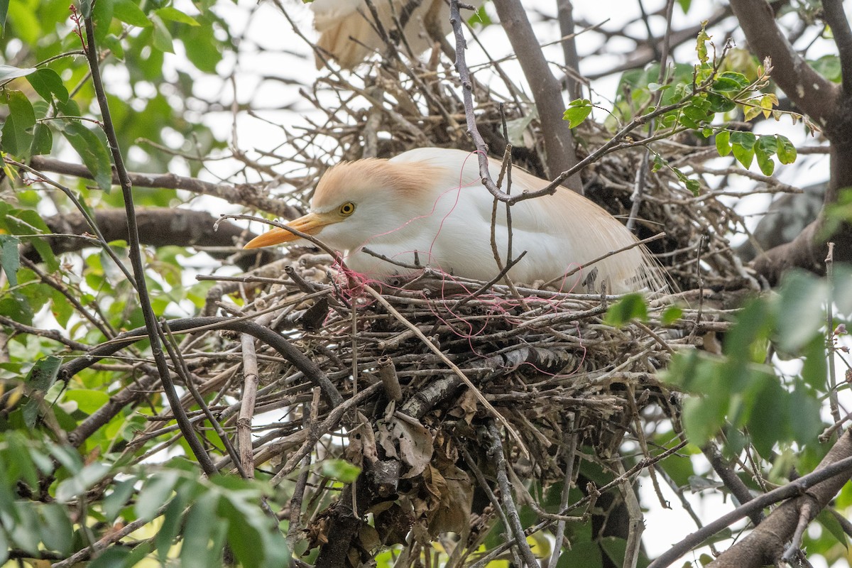 ニシアマサギ - ML646648633
