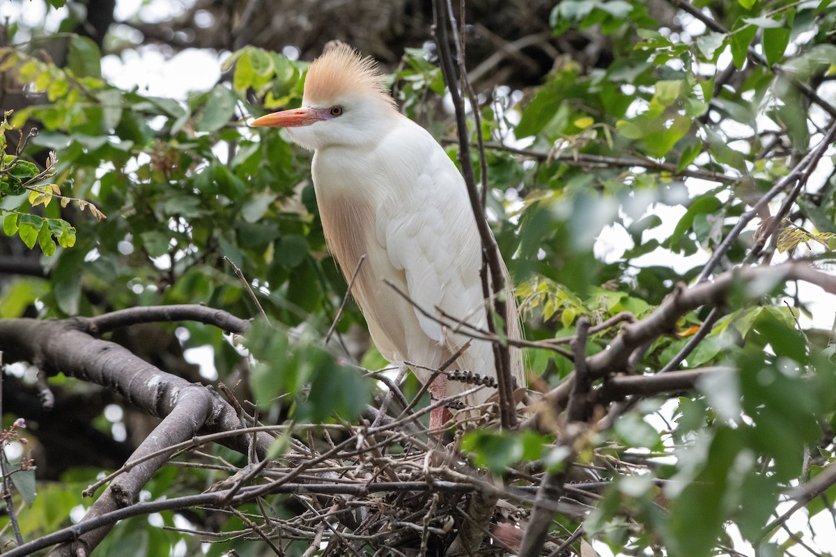 ニシアマサギ - ML646648634