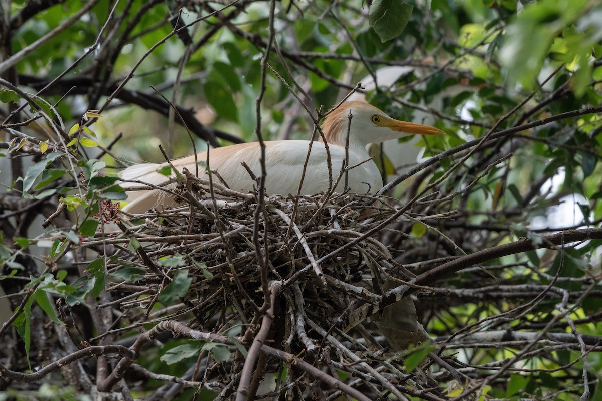 ニシアマサギ - ML646648635