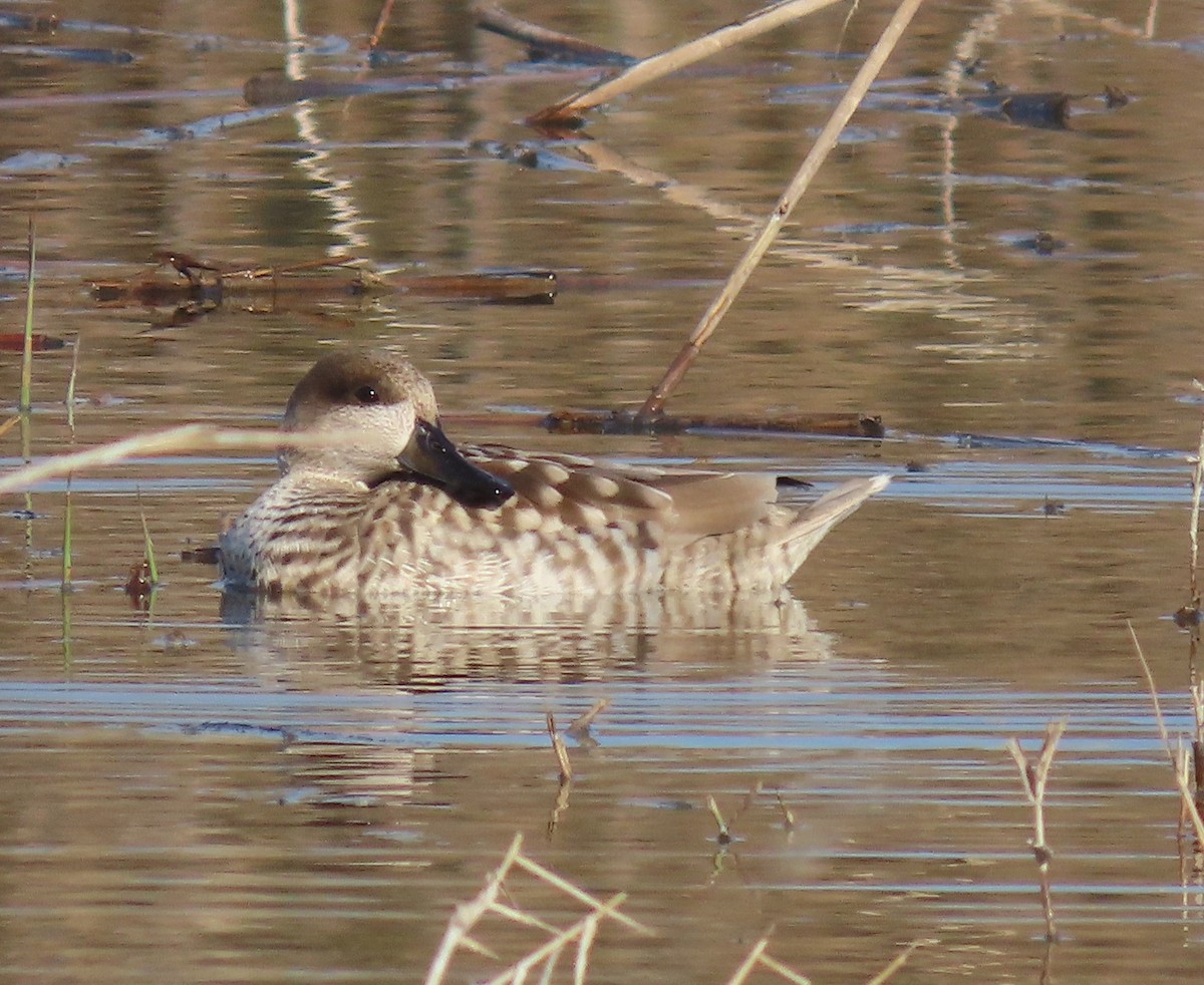 Мраморный чирок - ML646648640