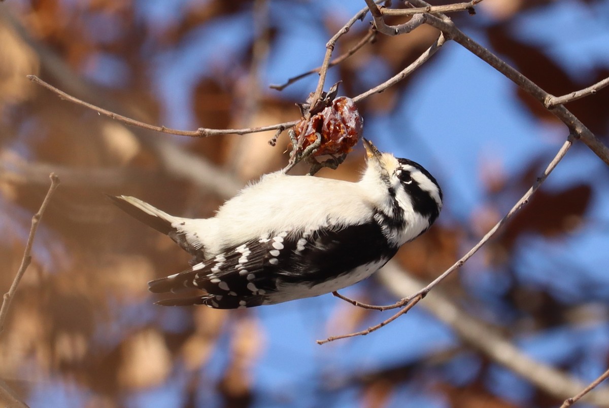 Downy Woodpecker - ML646648641