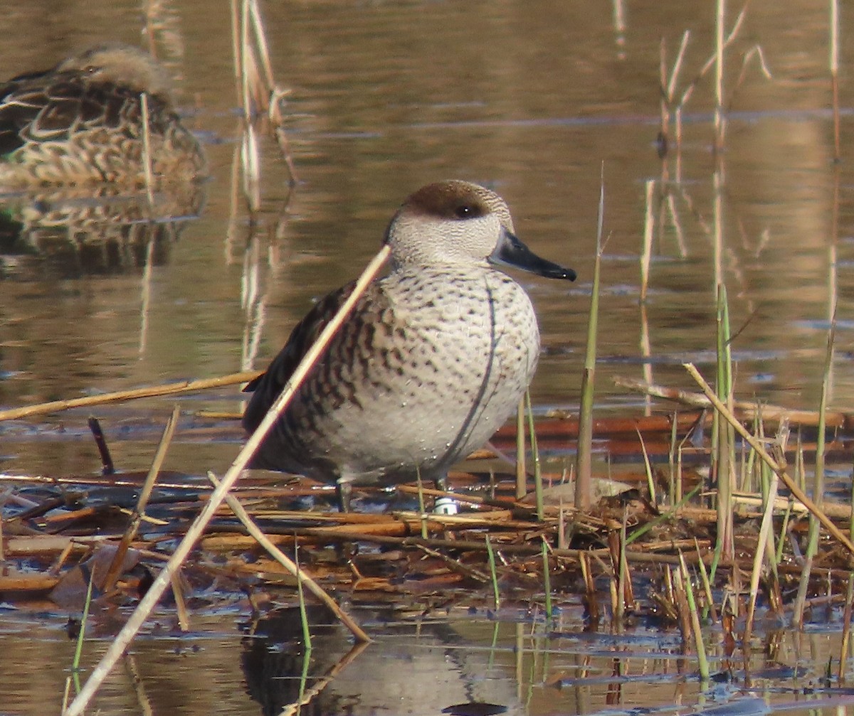Мраморный чирок - ML646648646