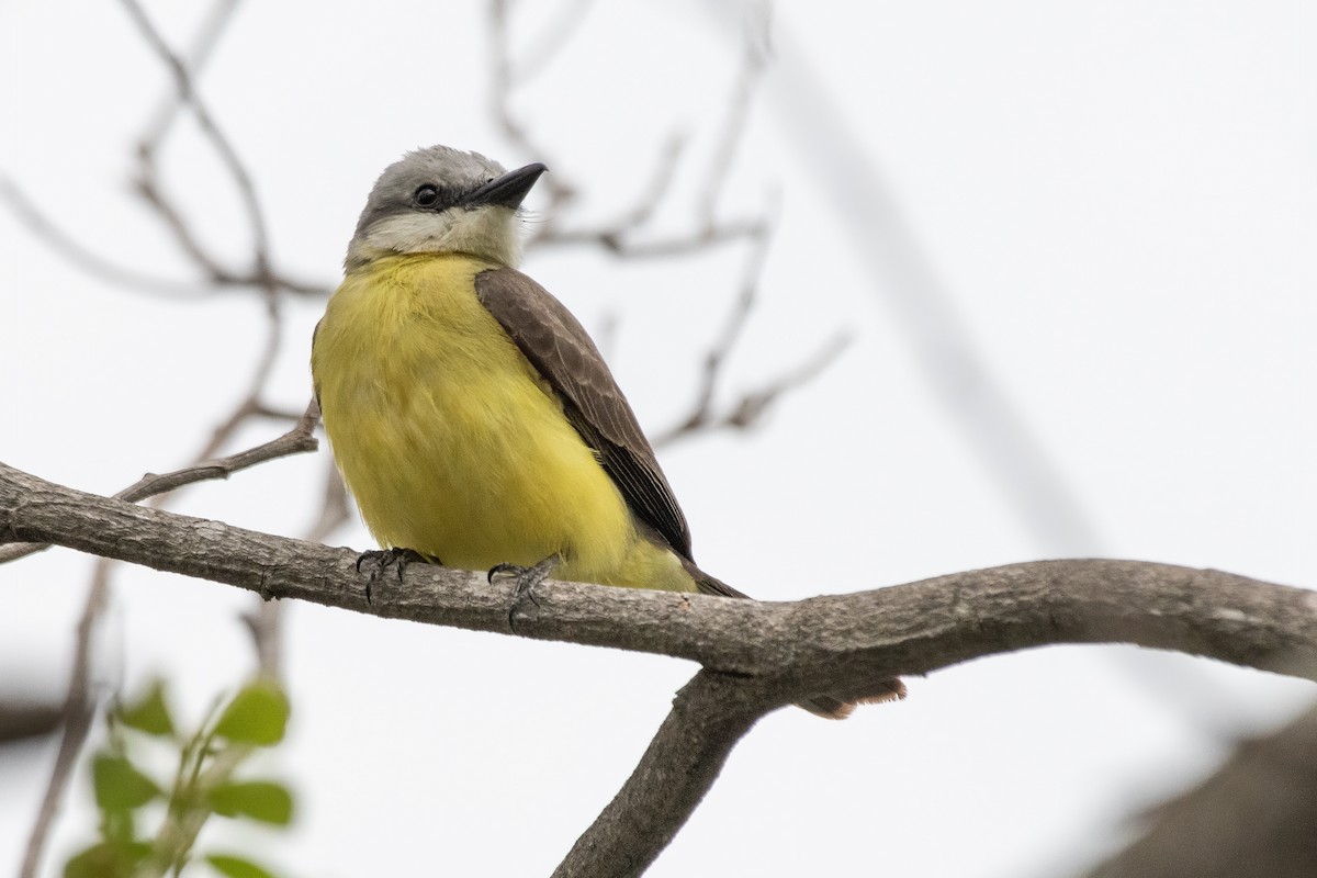 ノドジロタイランチョウ - ML646648647