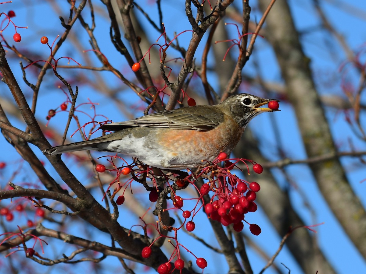 American Robin - ML646648648