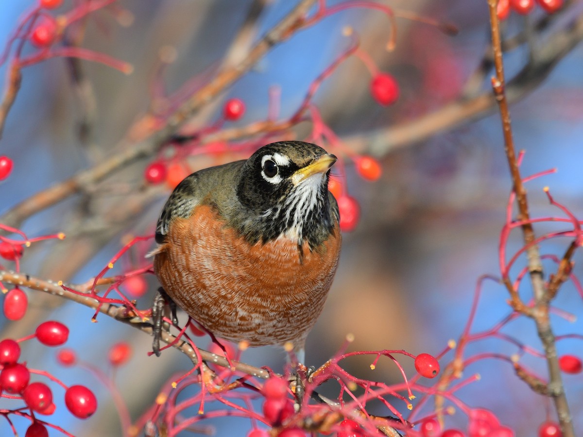 American Robin - ML646648649
