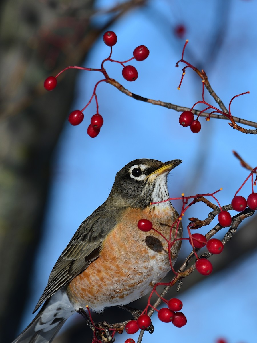 American Robin - ML646648650