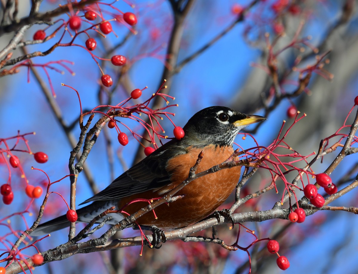 American Robin - ML646648651
