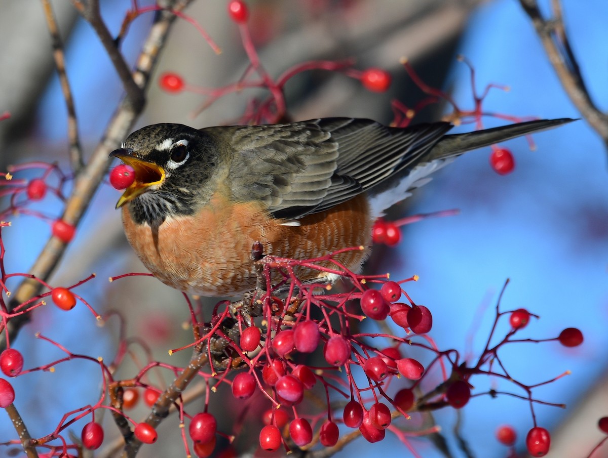 American Robin - ML646648652