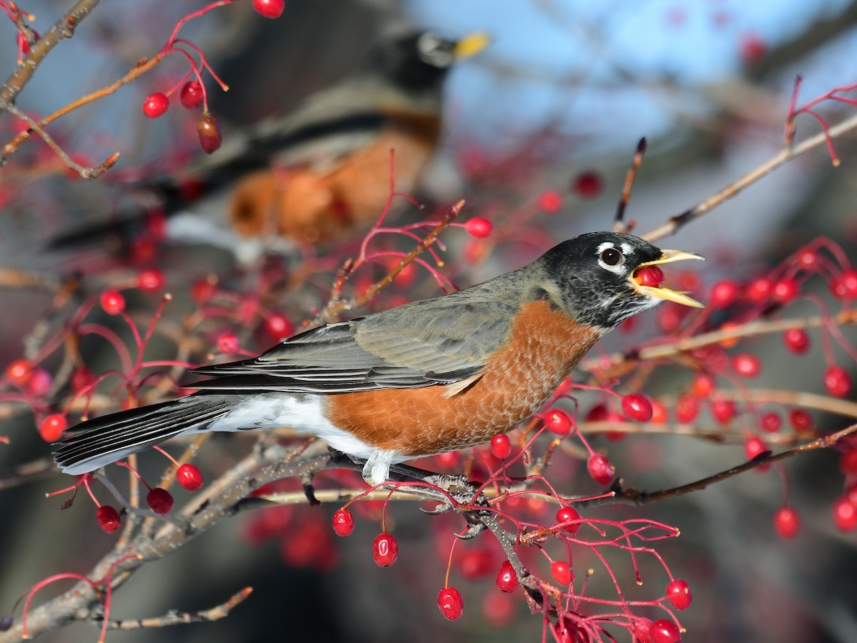 American Robin - ML646648653