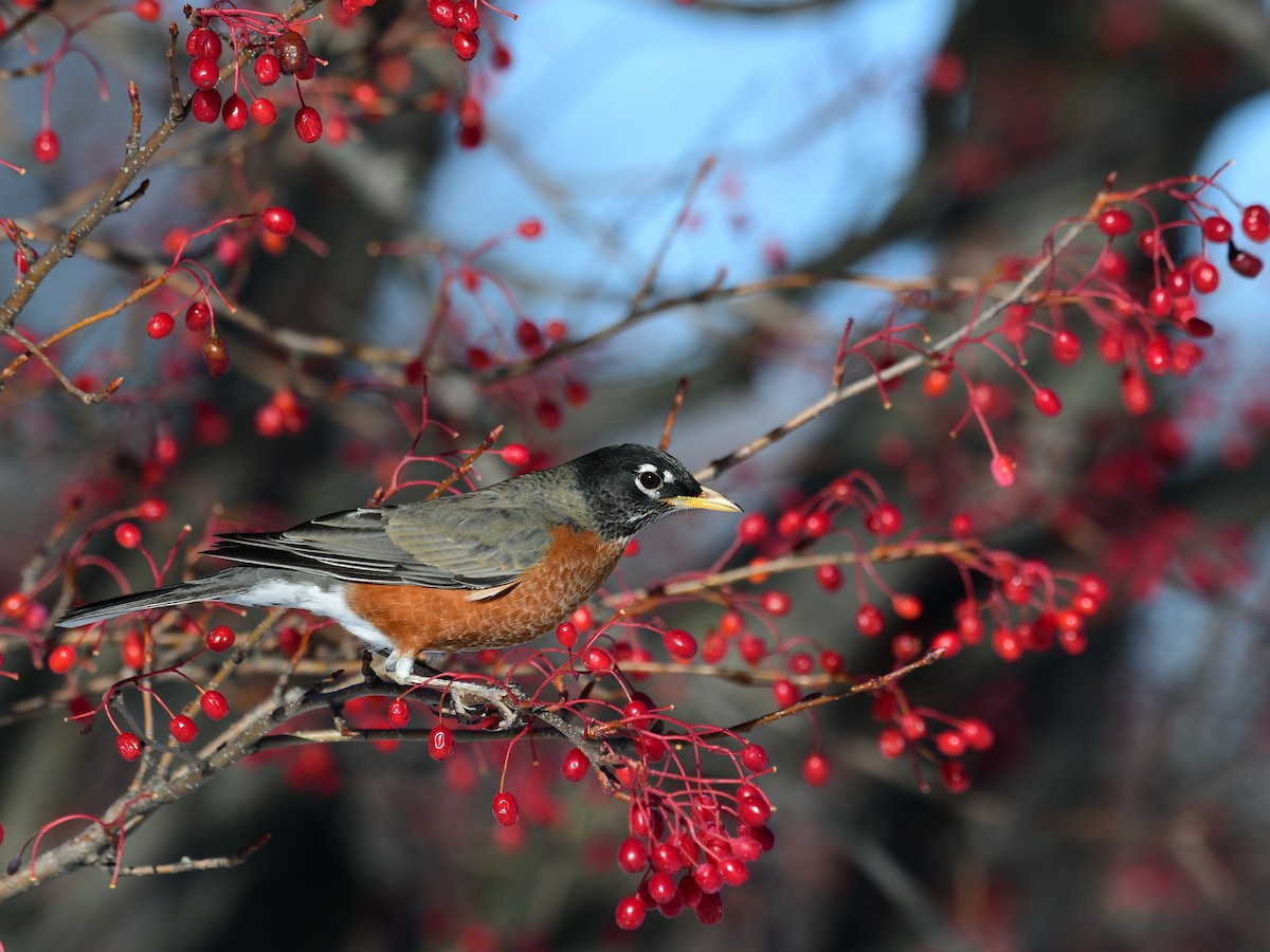 American Robin - ML646648654