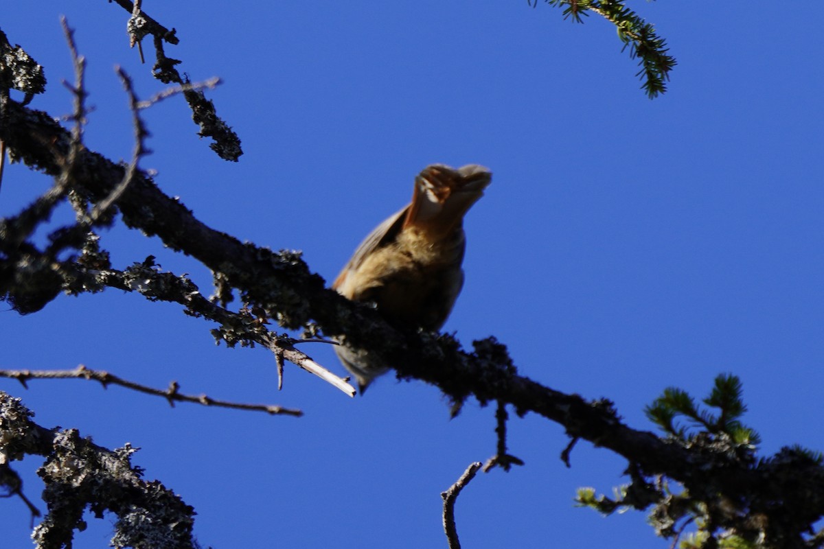 Siberian Jay - ML646648656