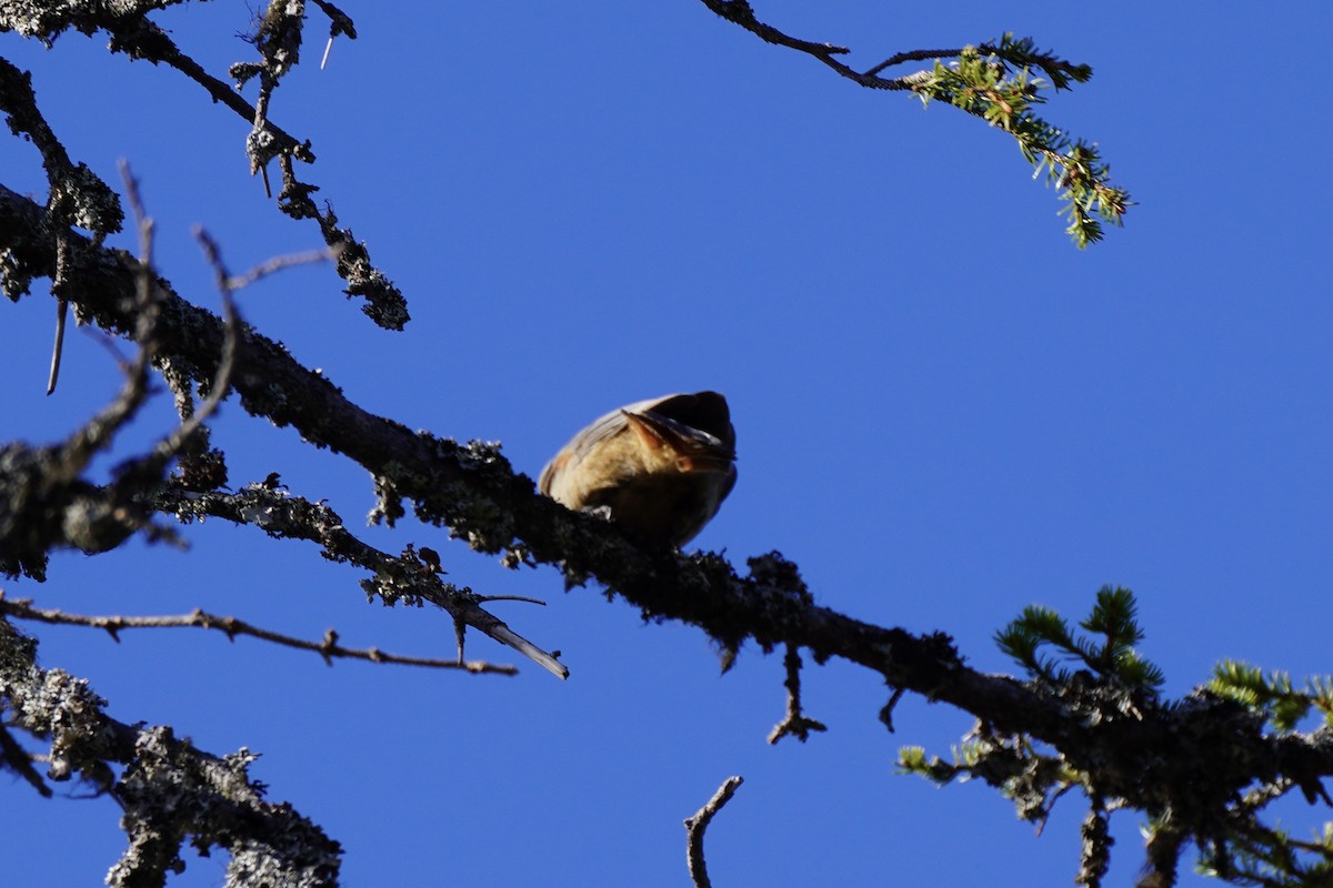 Siberian Jay - ML646648657