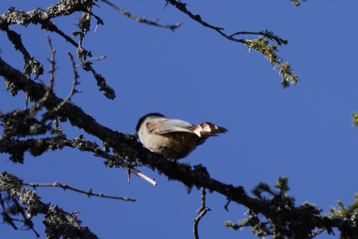 Siberian Jay - ML646648658