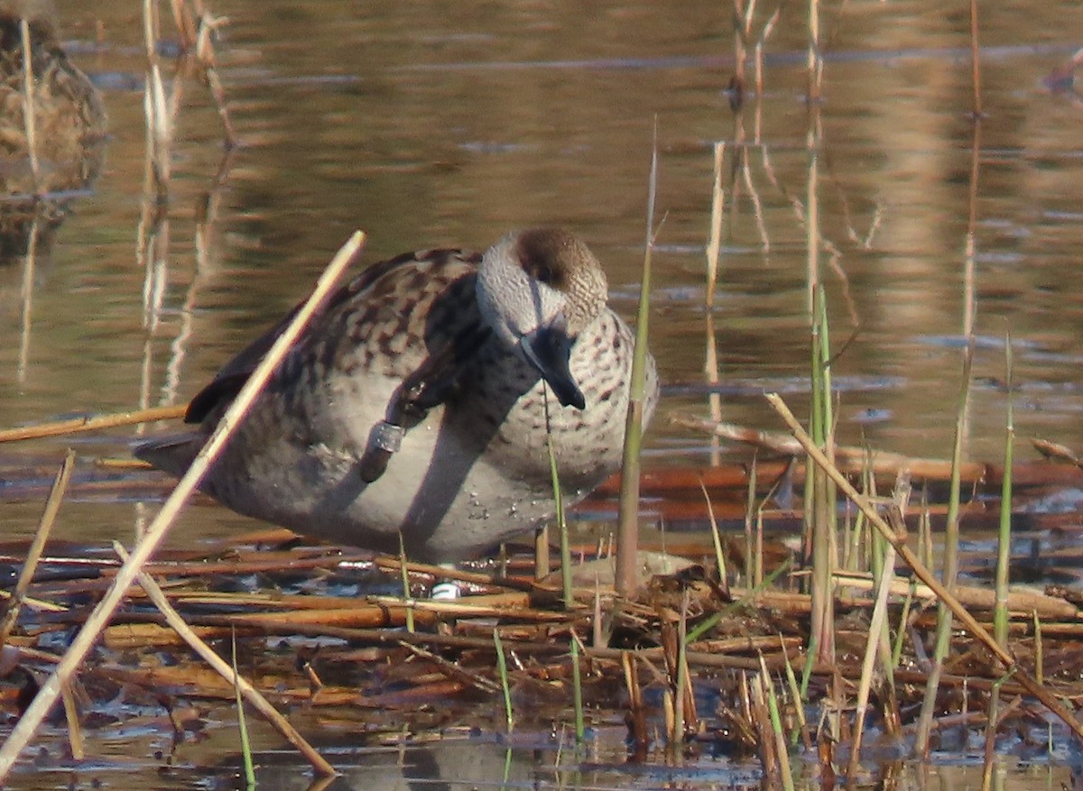 Мраморный чирок - ML646648675