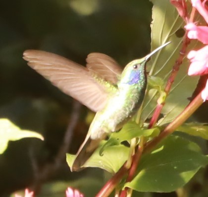 Colibrí Verdemar Menor - ML646648677