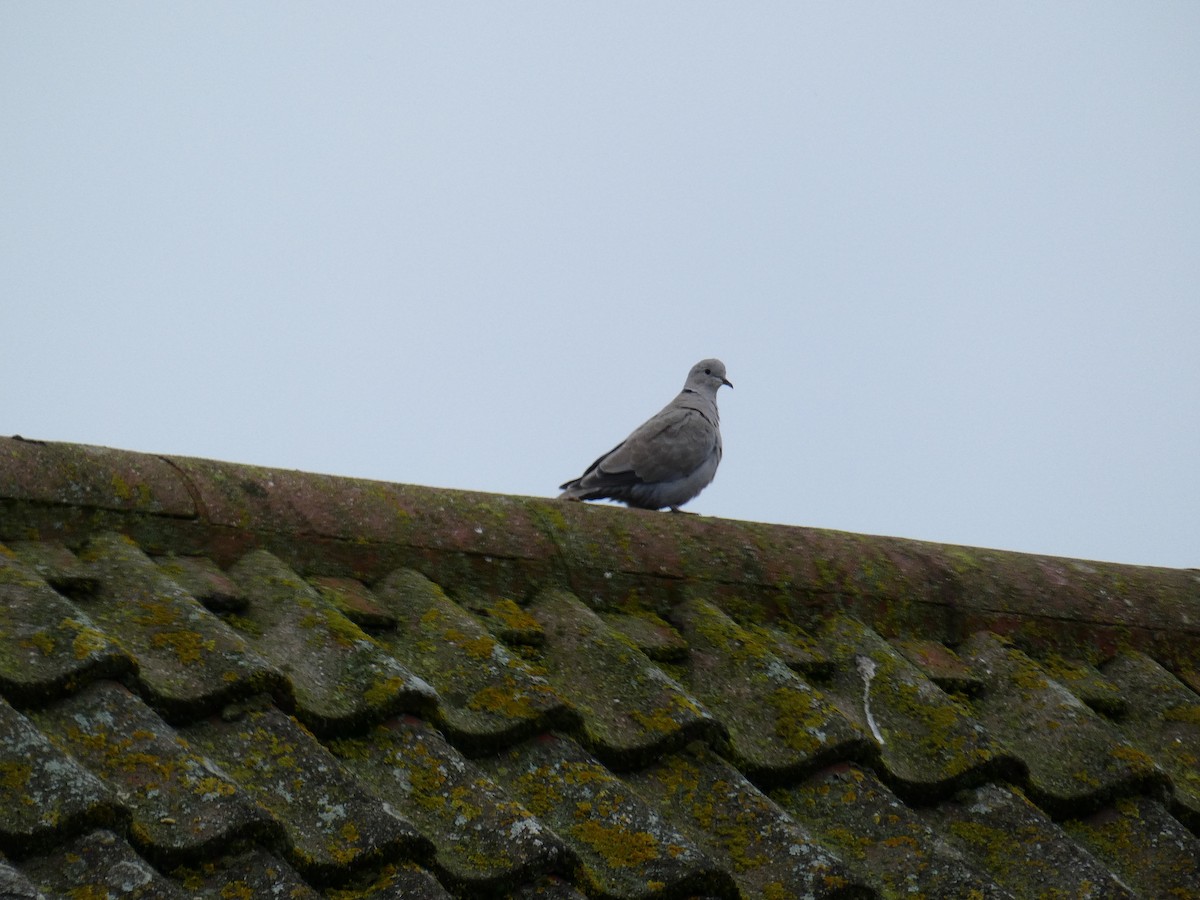 Eurasian Collared-Dove - ML646648678