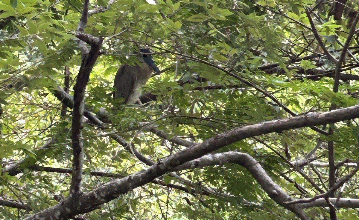 Boat-billed Heron - ML646648679